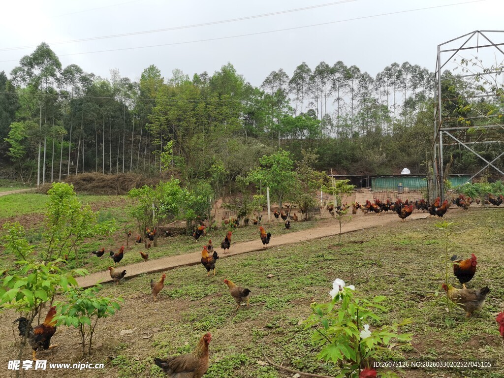 乡村散养的成群土鸡