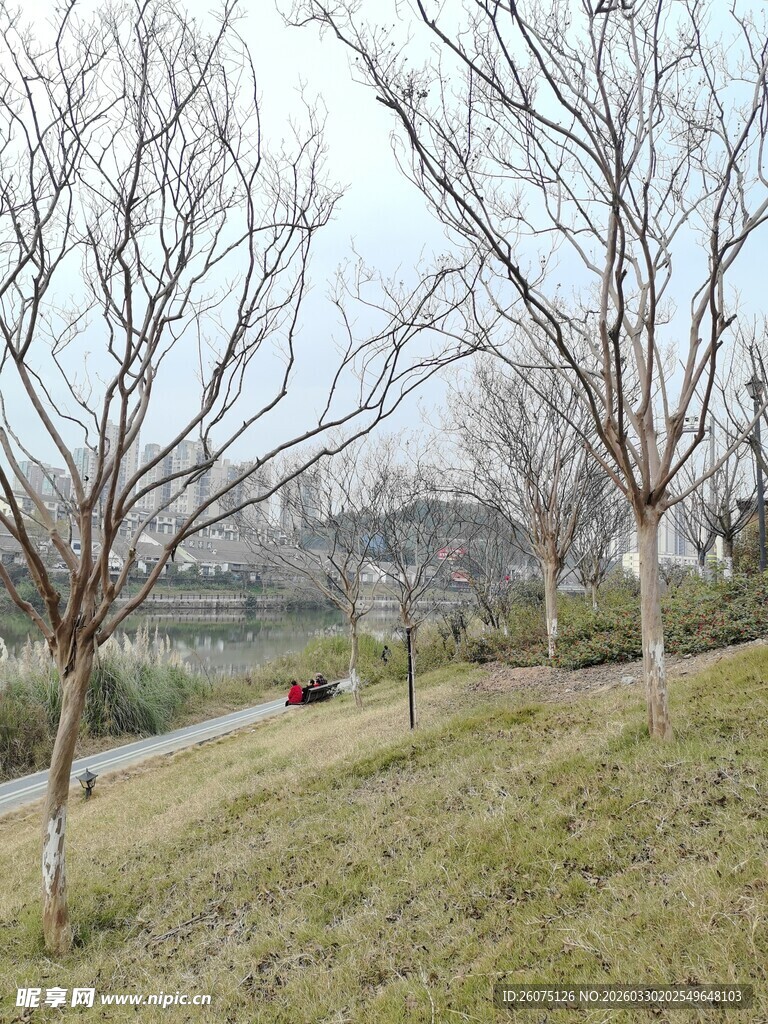 冬日郊野光秃树木风景