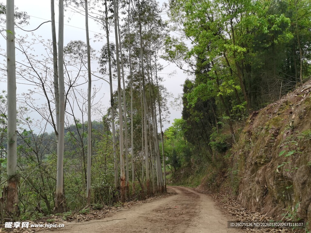 山间土路旁的高耸树干