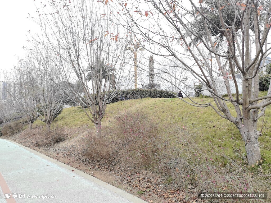 冬日路边的萧瑟景致