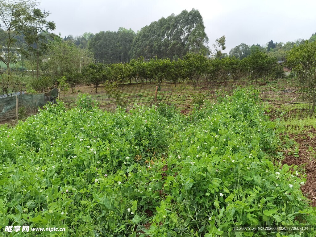 绿意盎然的田园景象