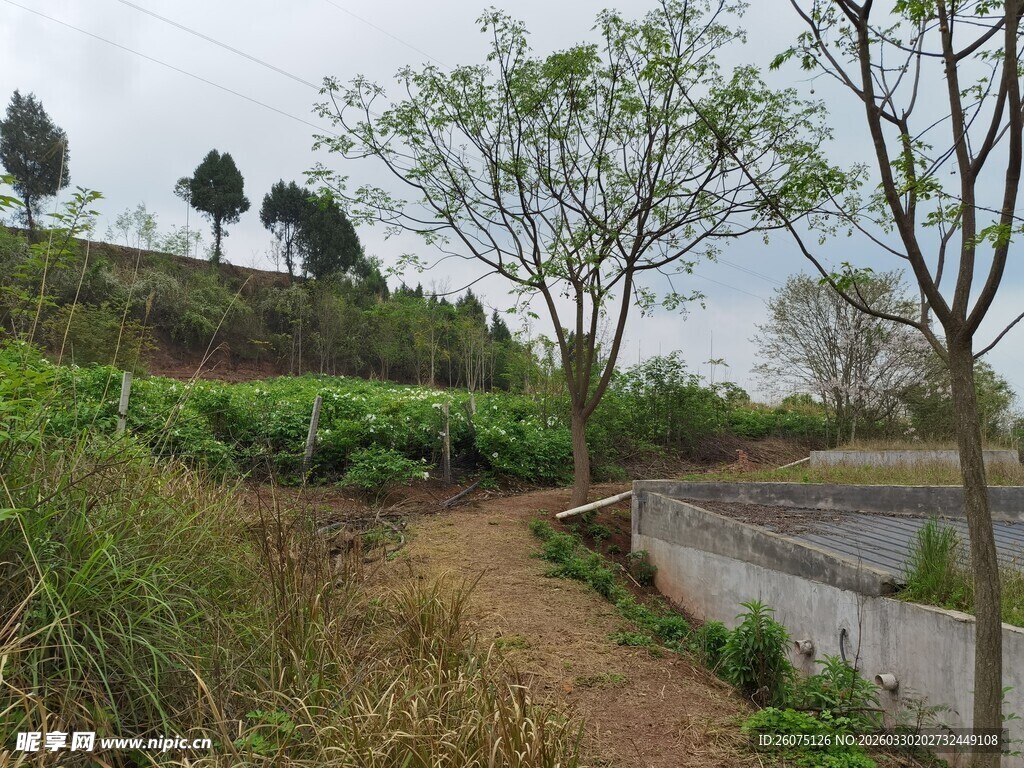 乡村田园小径风光