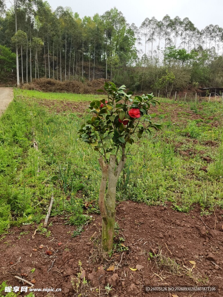 田间单株结红果的植物