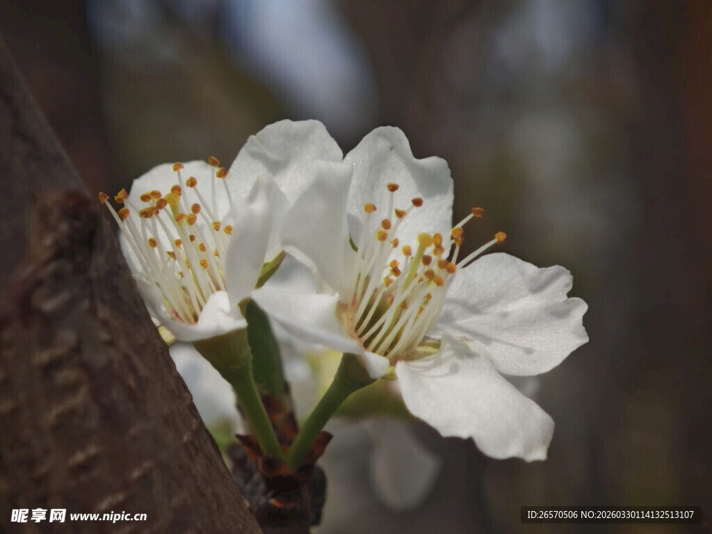 枝头绽放的洁白梨花