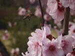 蜜蜂飞舞于粉嫩桃花间