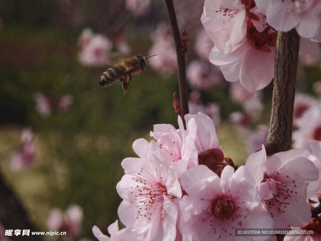 蜜蜂飞舞于粉嫩桃花间