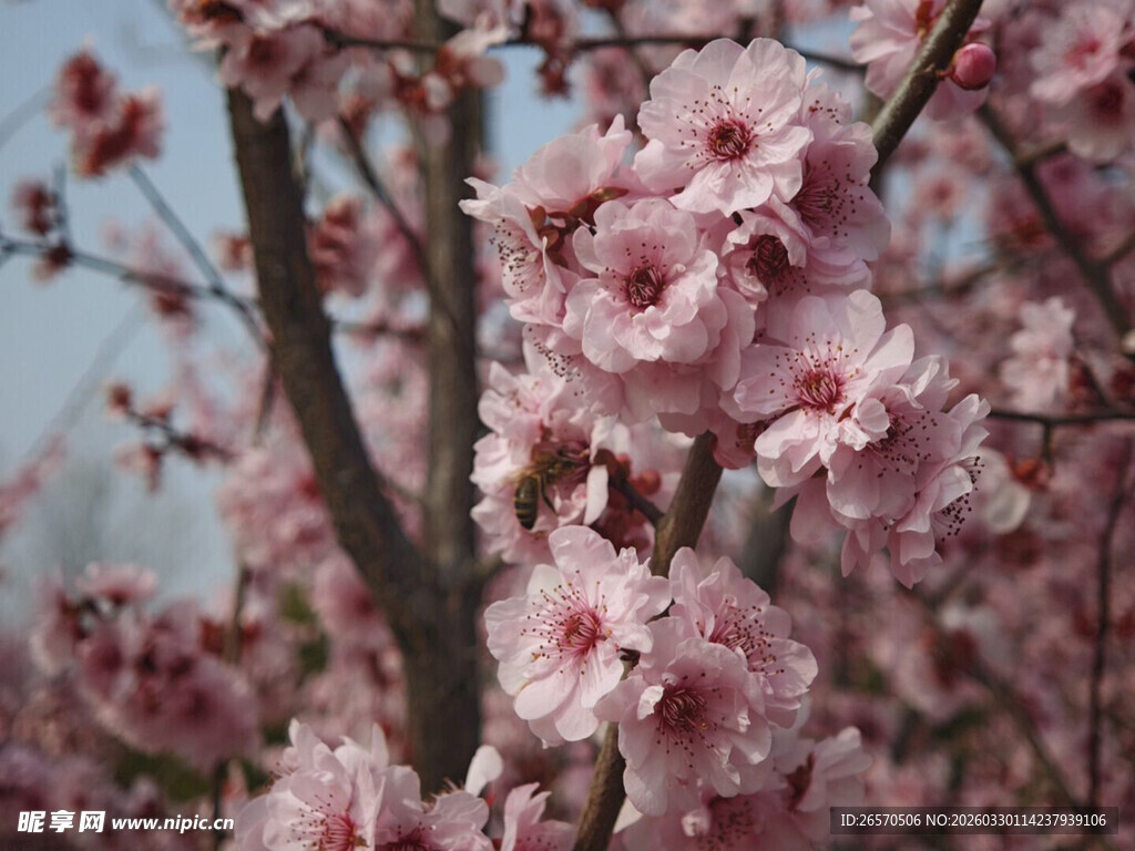 枝头绽放的粉嫩桃花