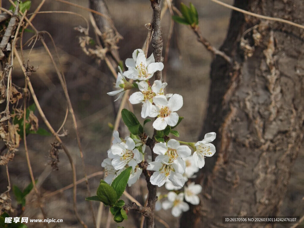 枝头绽放的白色小花