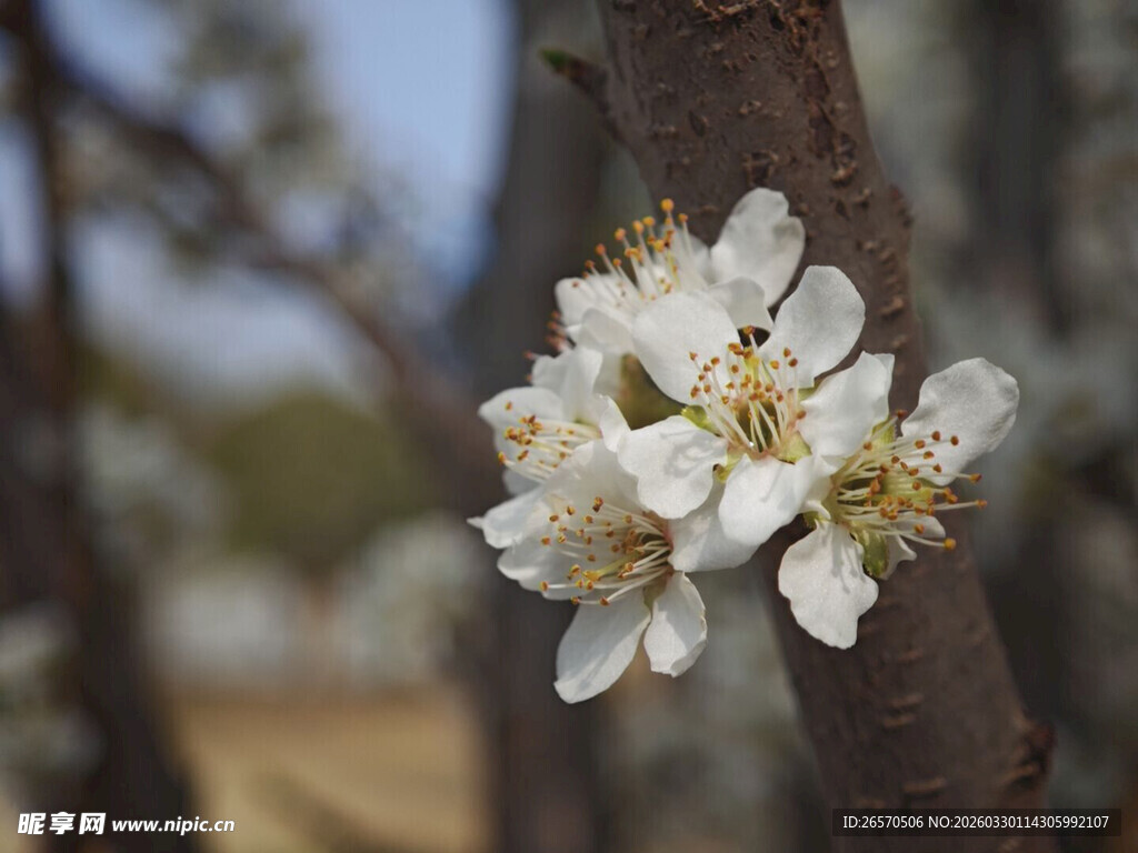 枝头绽放的洁白花朵
