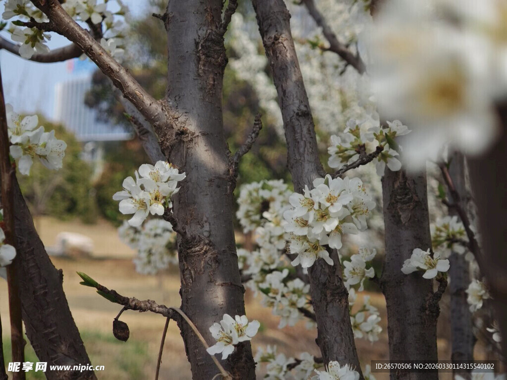 春日繁花盛开的梨树