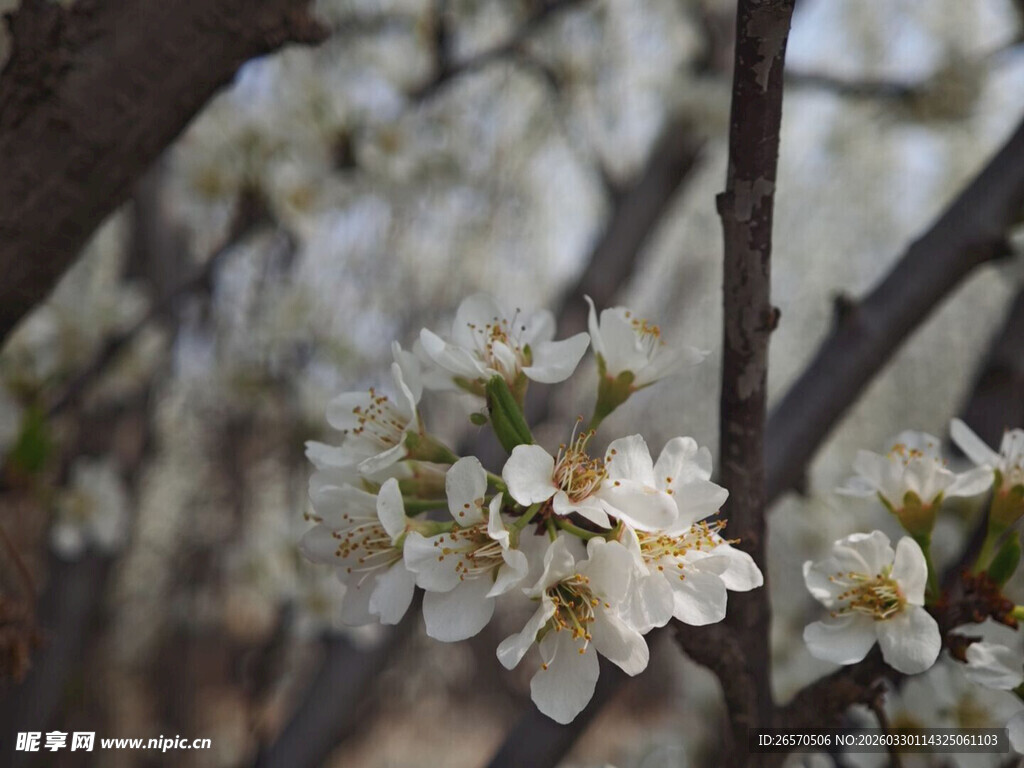 枝头绽放的洁白花朵