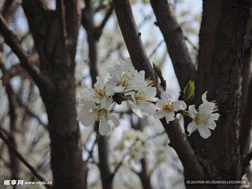 枝头绽放的洁白花朵