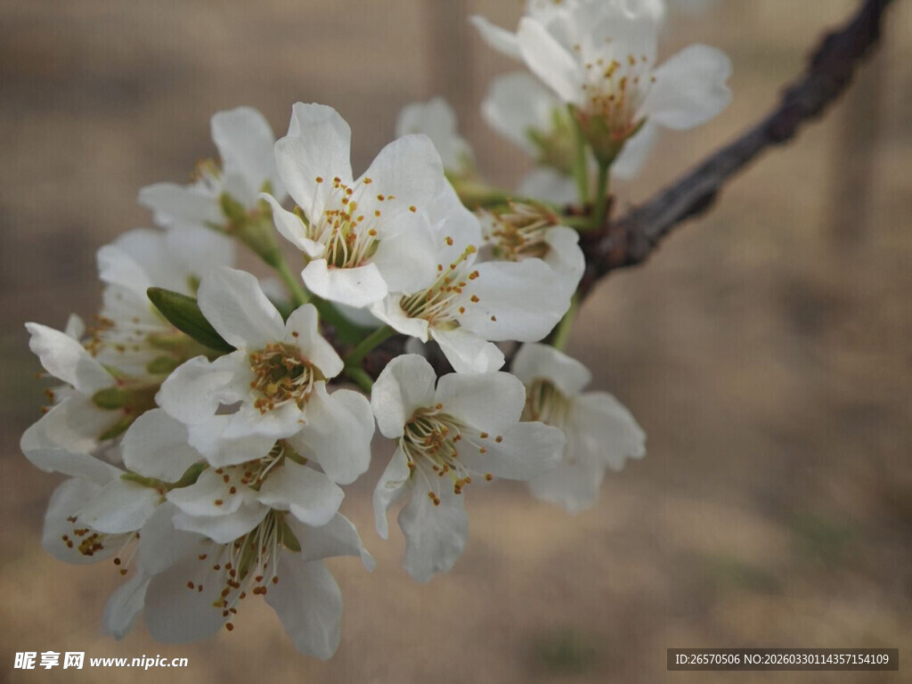 枝头绽放的洁白杏花