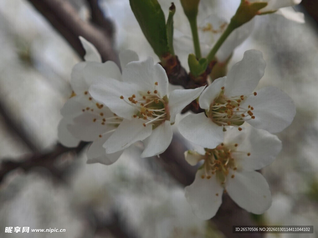 枝头绽放的洁白梨花