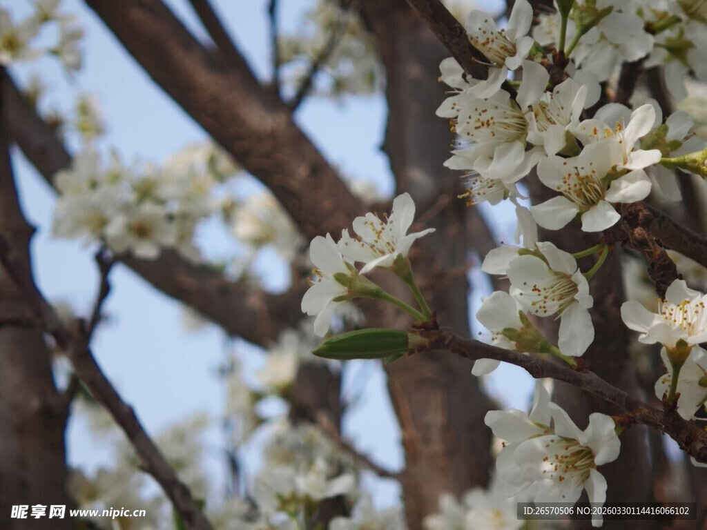 枝头绽放的洁白花朵