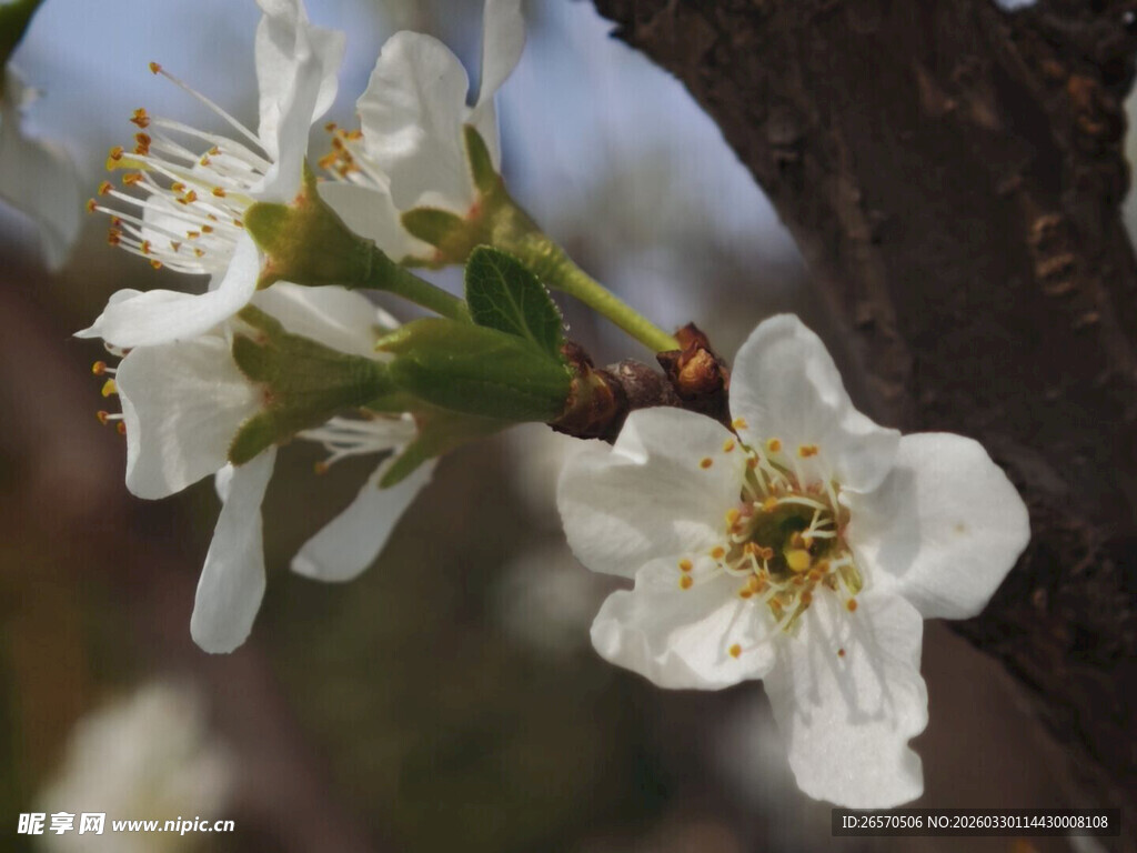 枝头绽放的洁白梨花