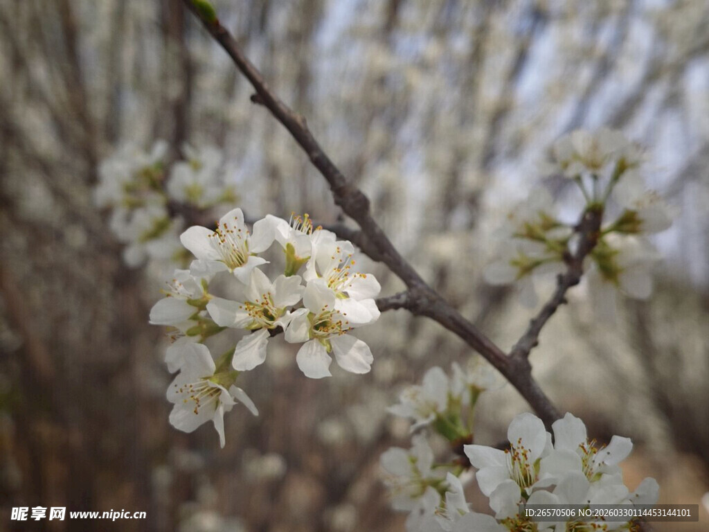 枝头绽放的洁白花朵