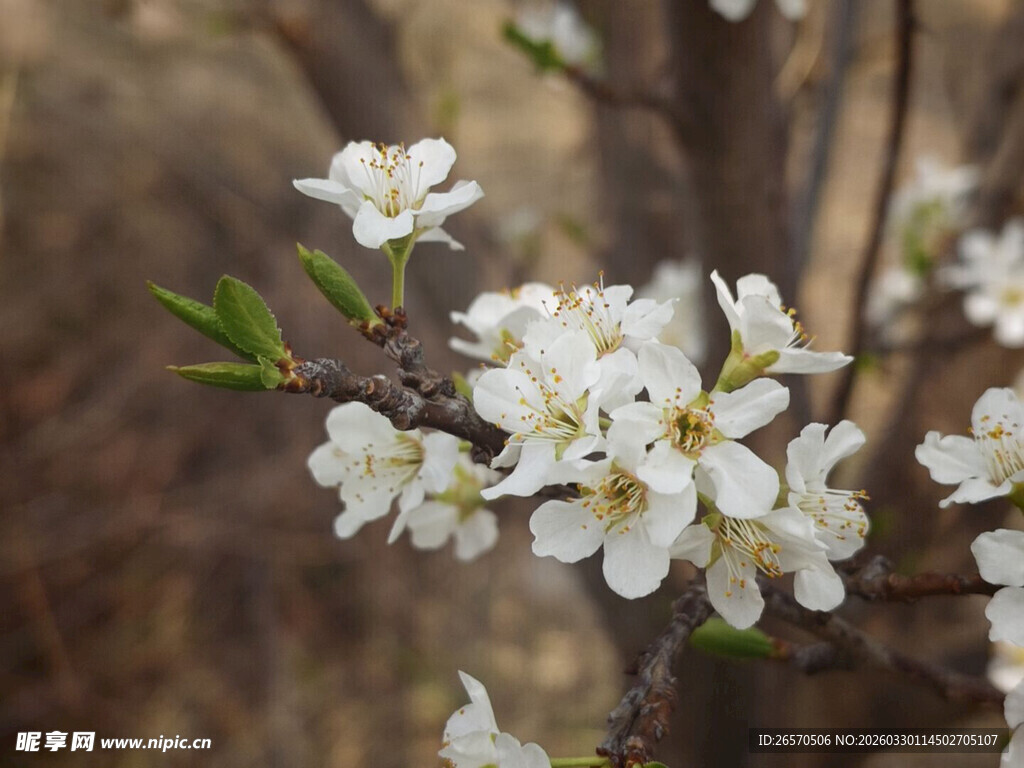 枝头绽放的洁白春花