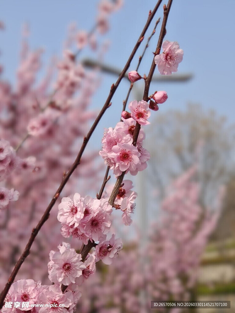 枝头绽放的粉嫩桃花