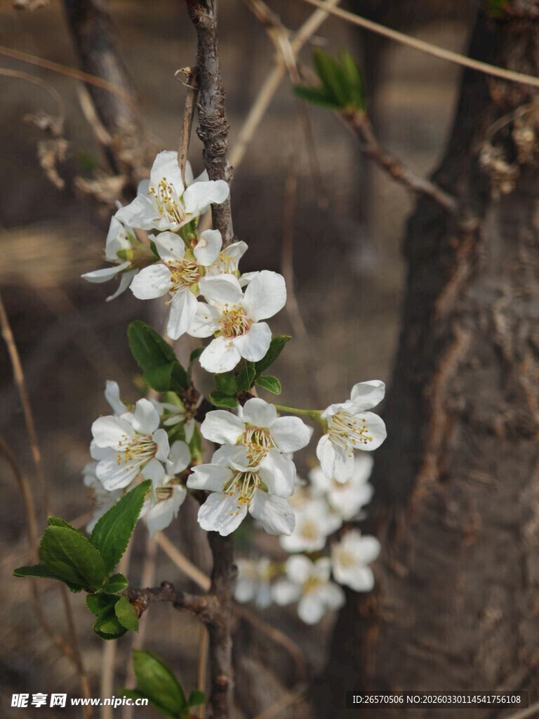 枝头绽放的白色小花