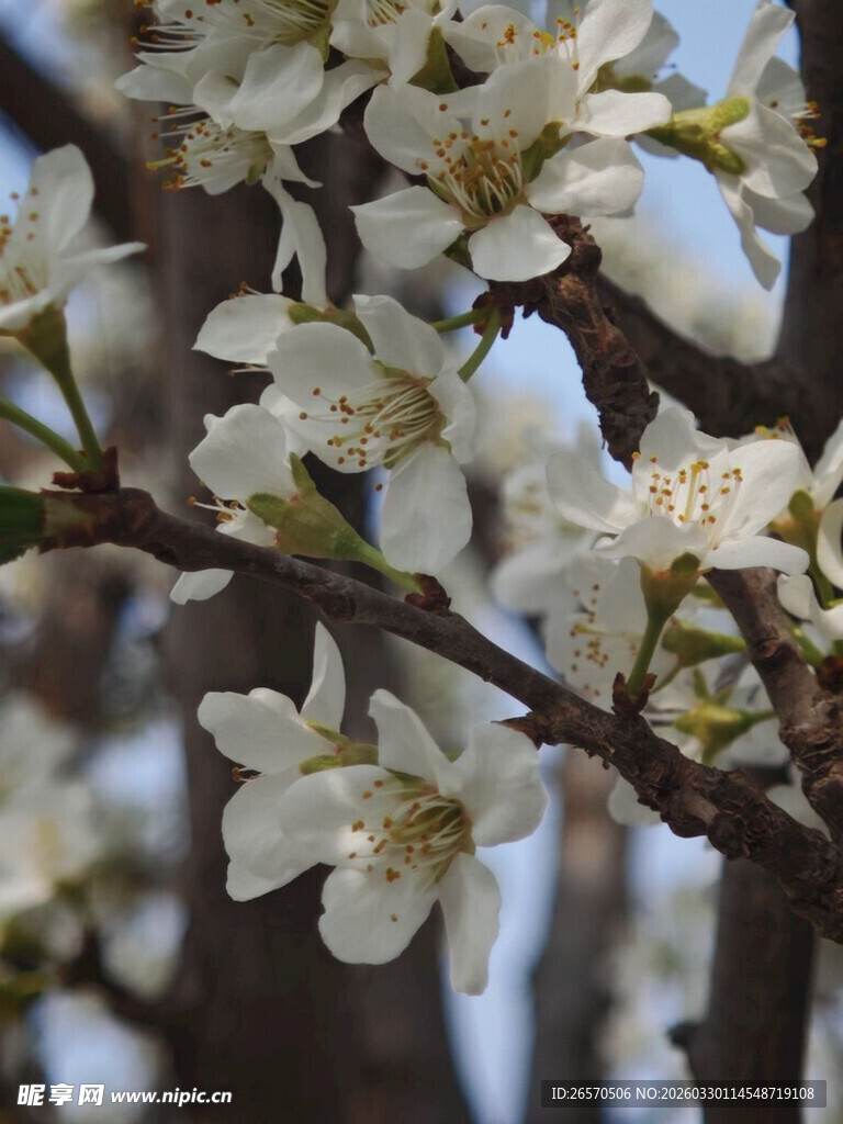 枝头绽放的洁白花朵