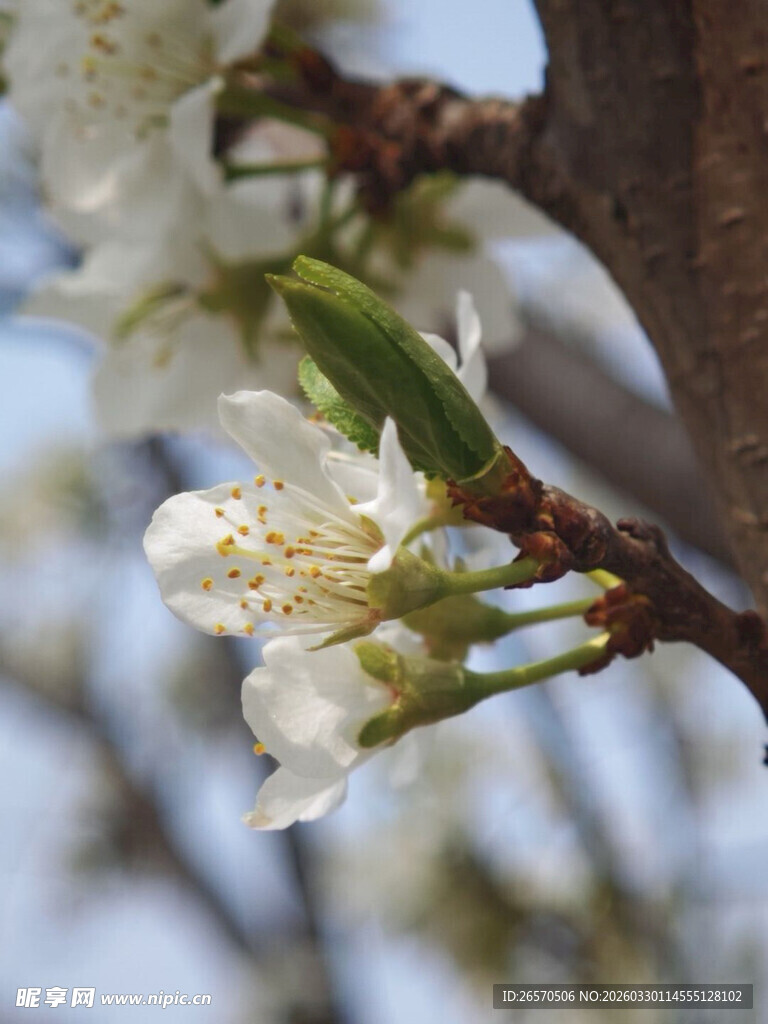 枝头绽放的洁白花朵