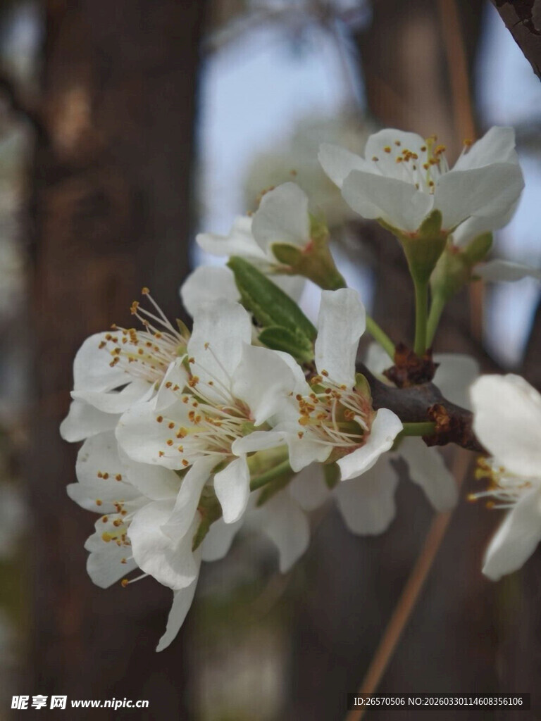 枝头绽放的洁白春花