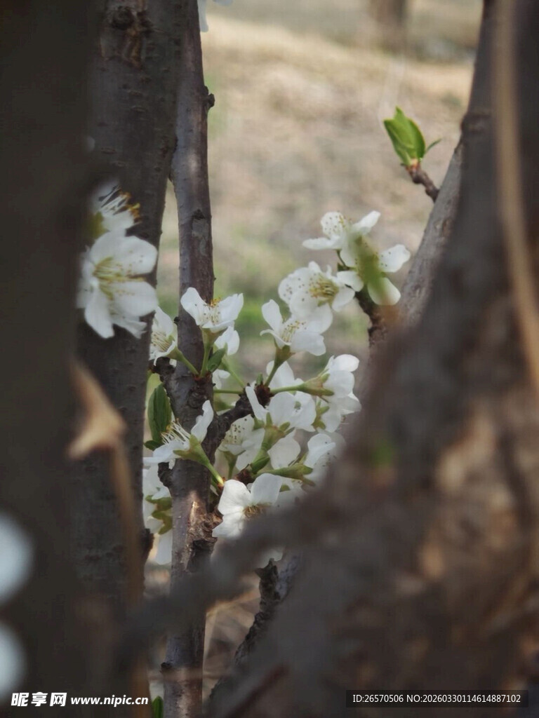 枝头绽放的洁白花朵