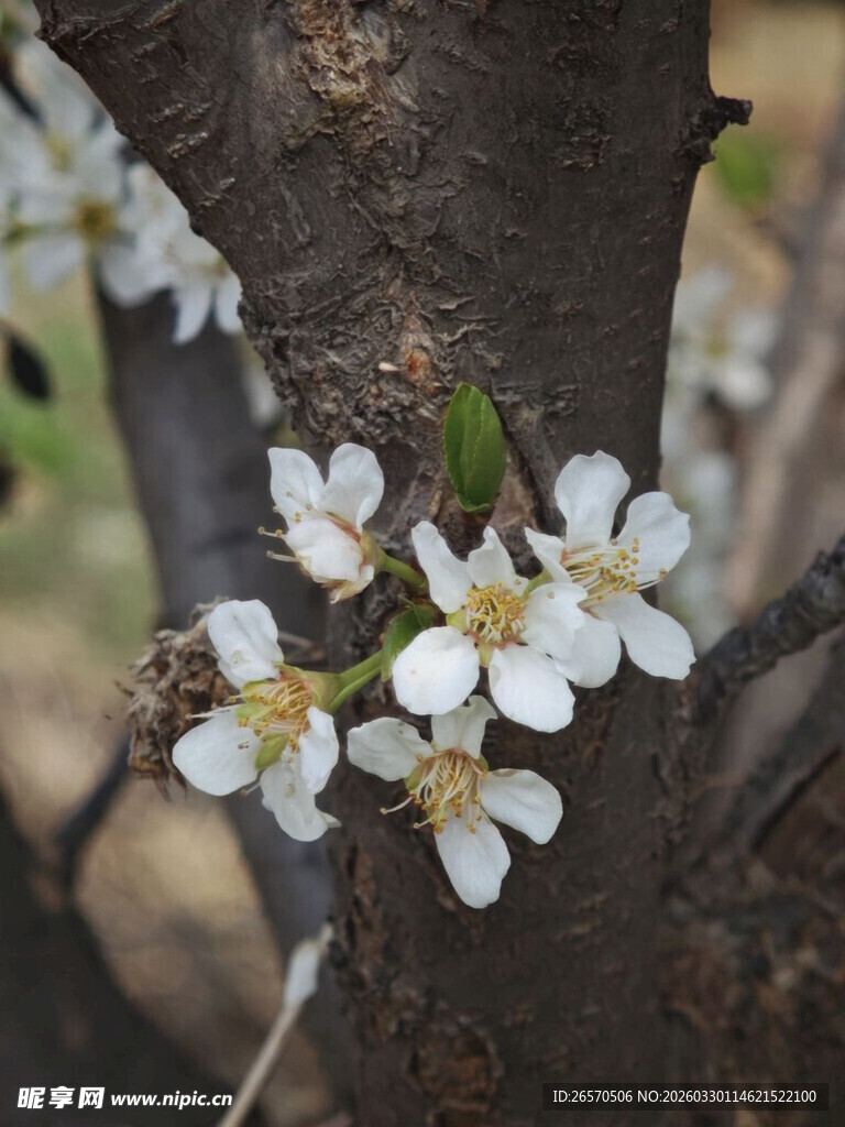 枝头绽放的白色小花