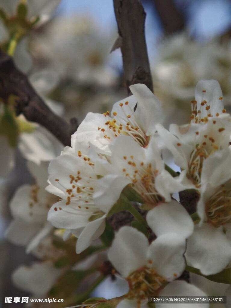 枝头绽放的洁白花朵