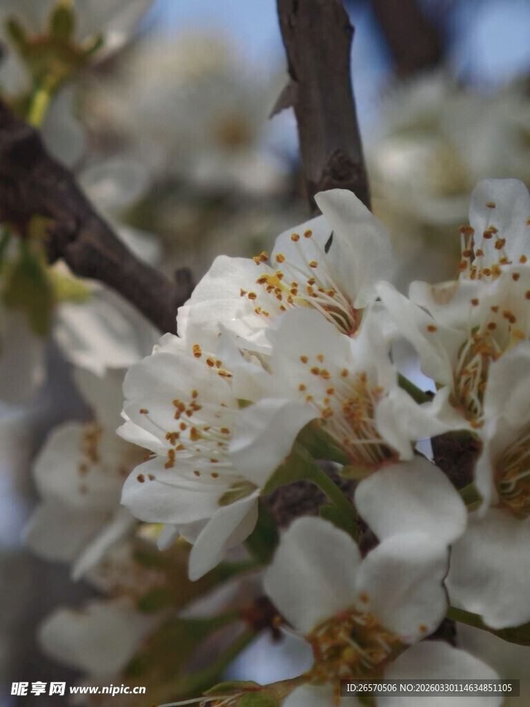 枝头绽放的洁白花朵