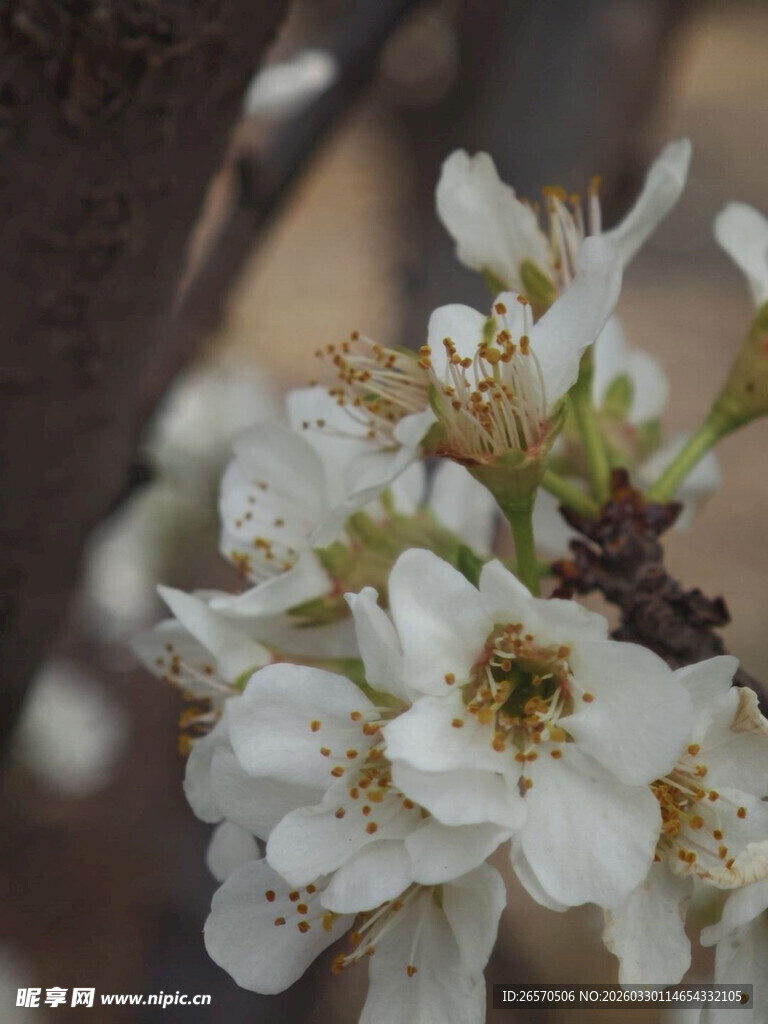 洁白绽放的美丽梨花