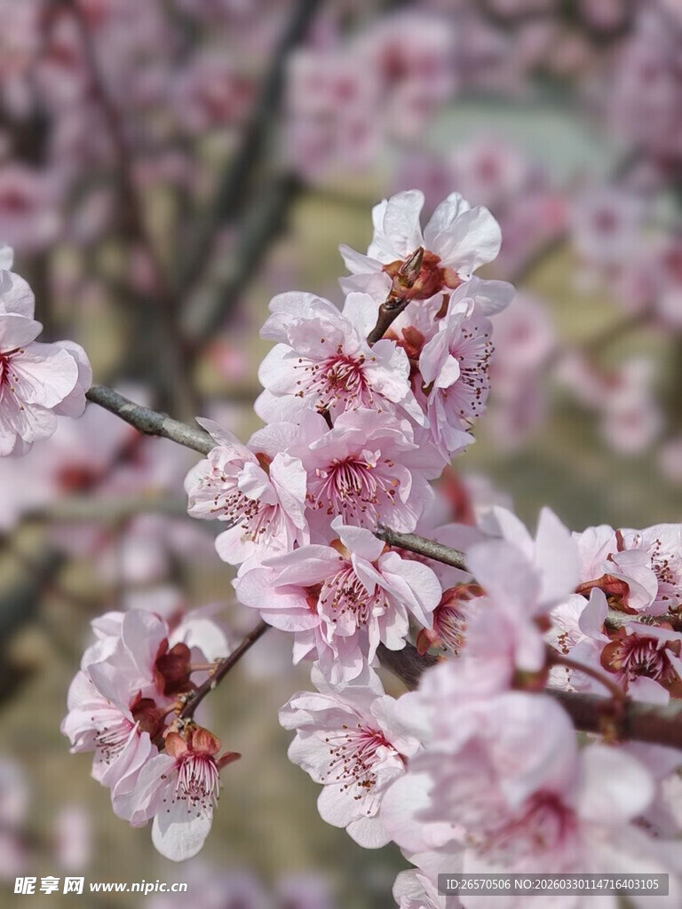 枝头绽放的粉嫩杏花