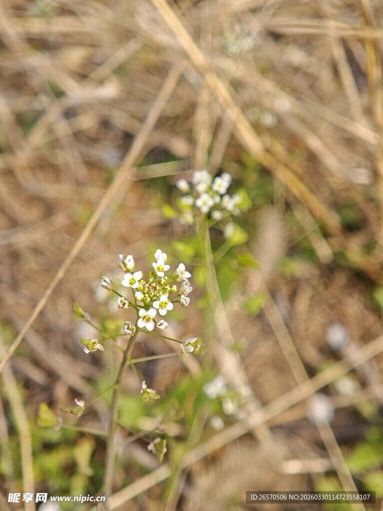 野外绽放的白色小花
