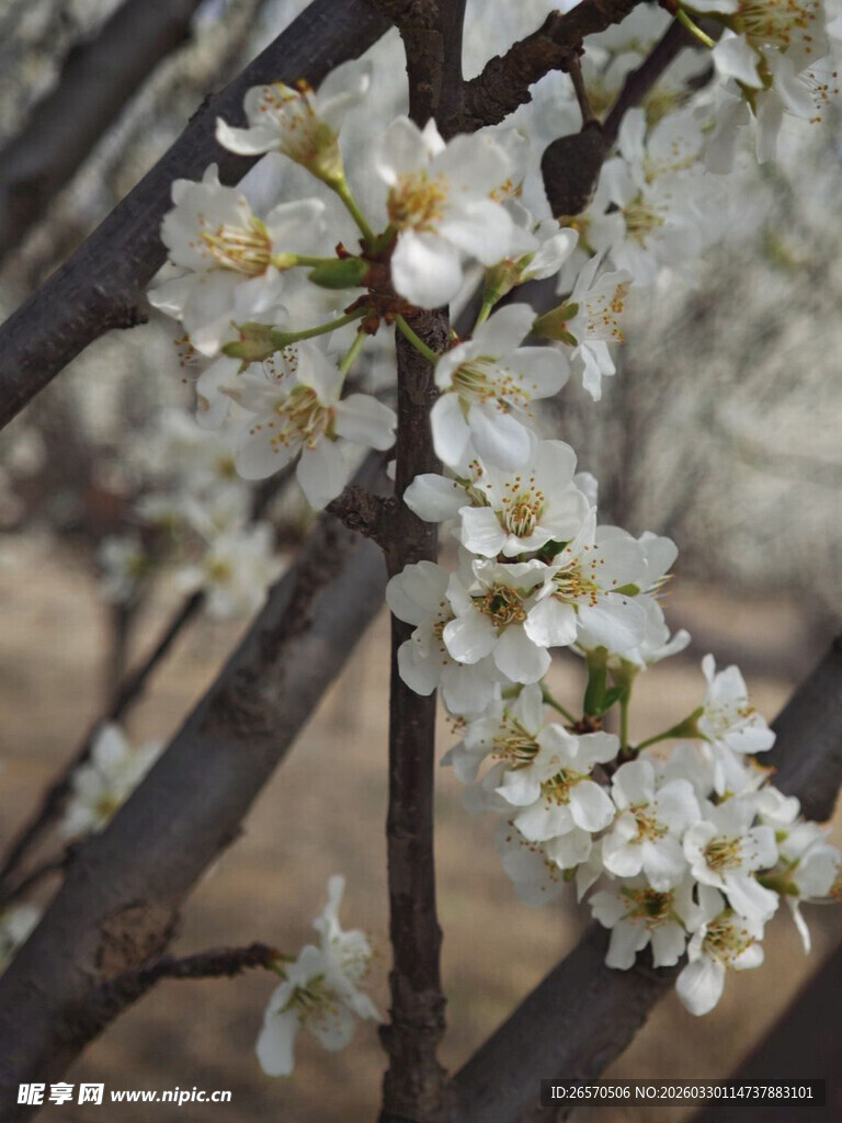 枝头绽放的素雅白色花朵