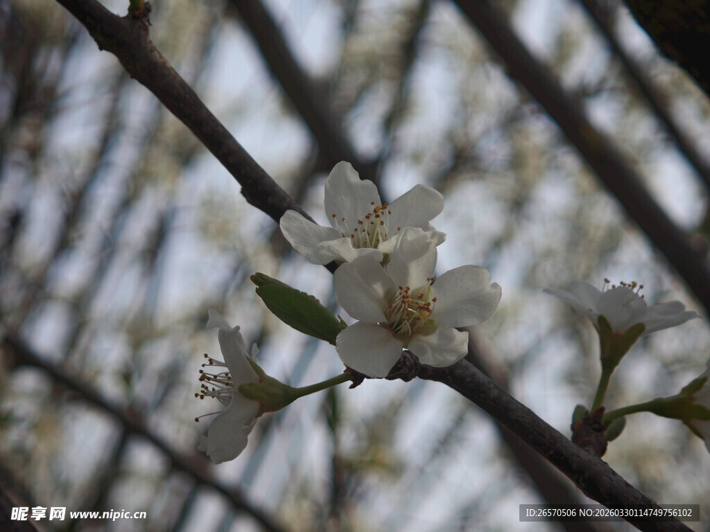 枝头绽放的洁白花朵