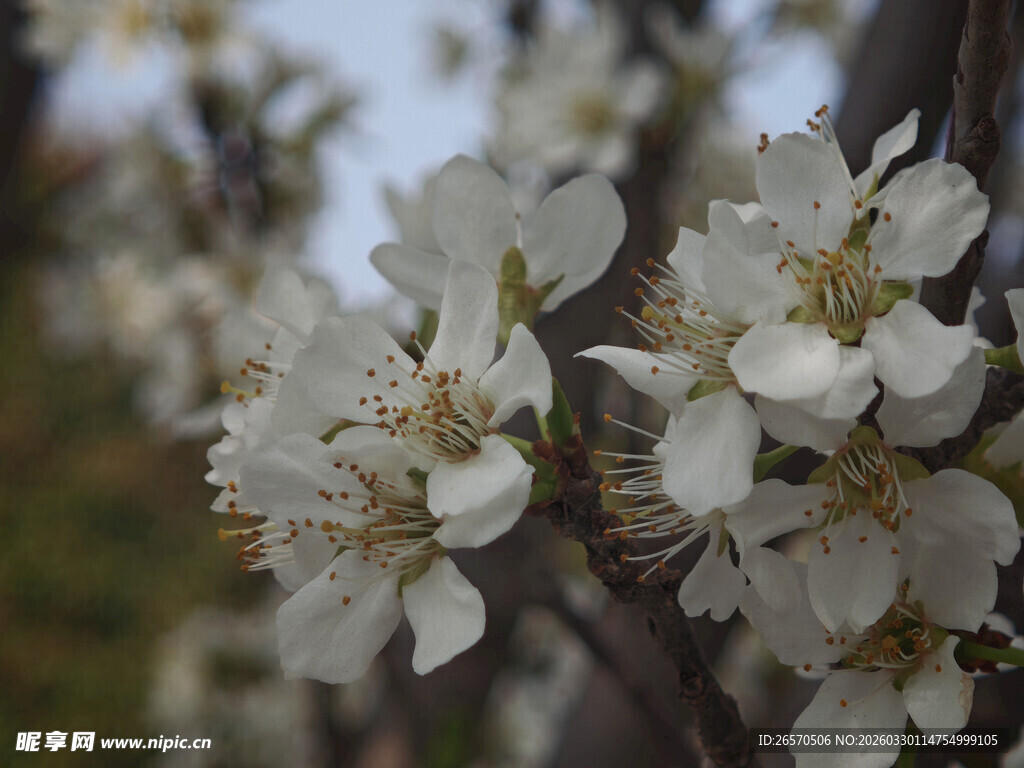 枝头绽放的洁白花朵