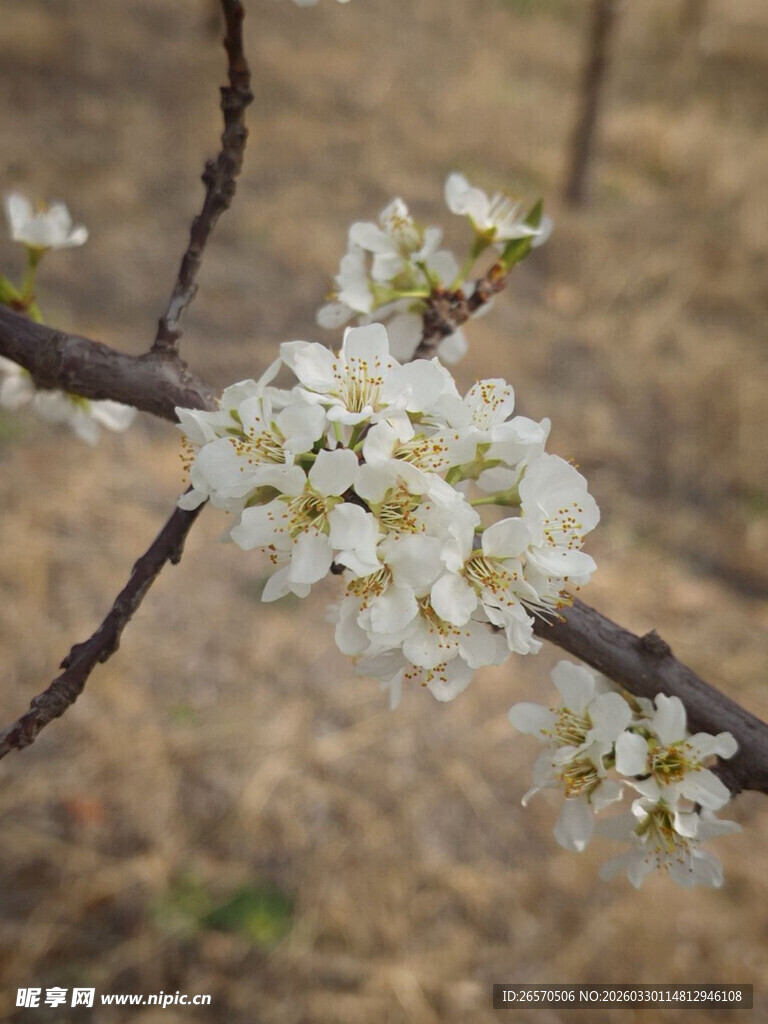枝头绽放的洁白花朵