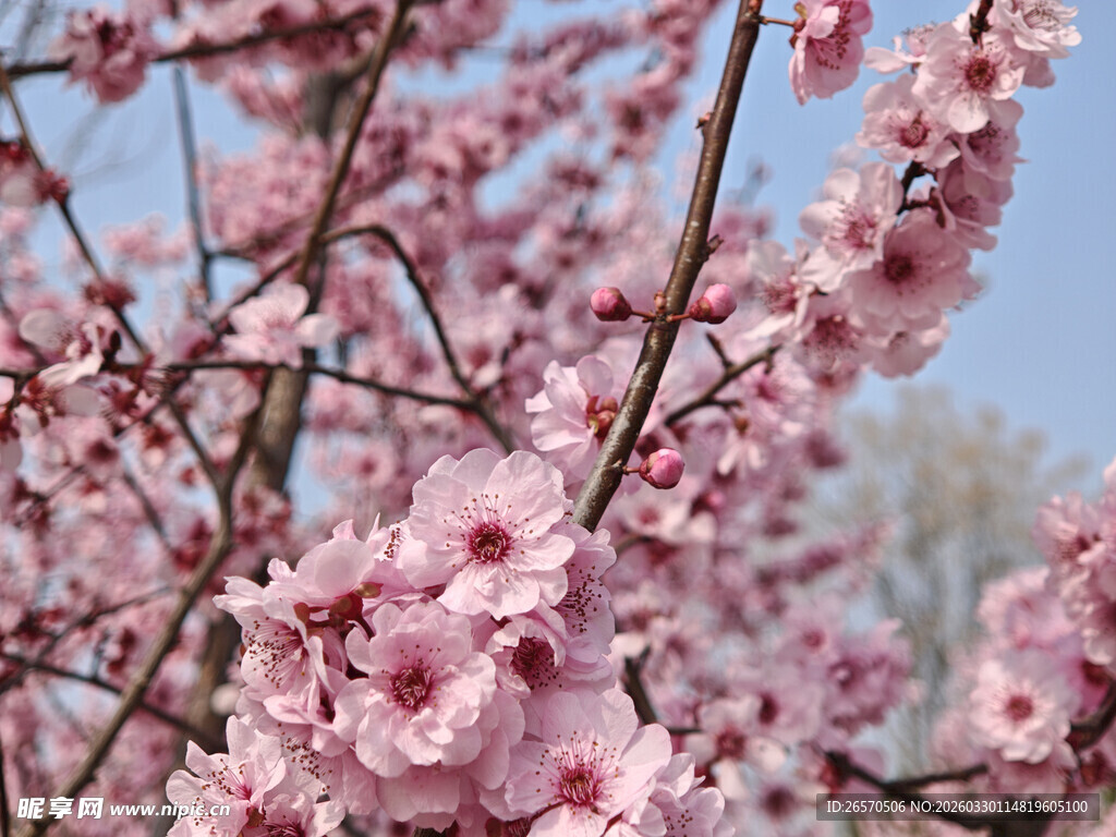 枝头绽放的粉嫩桃花