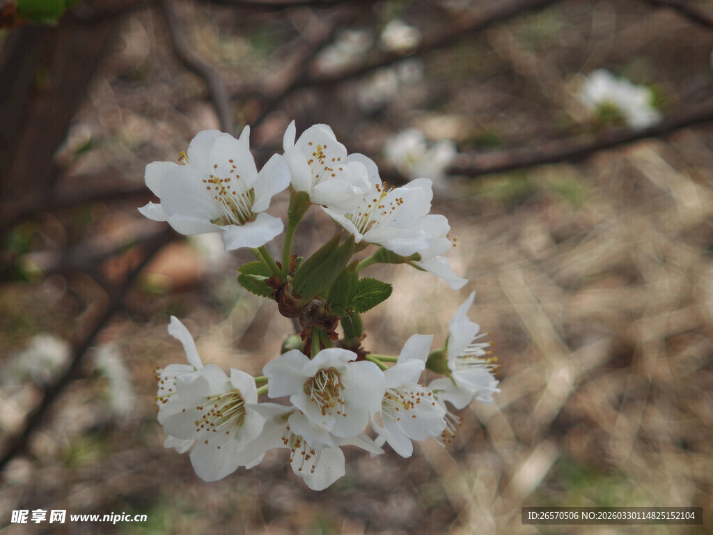 枝头绽放的洁白春花