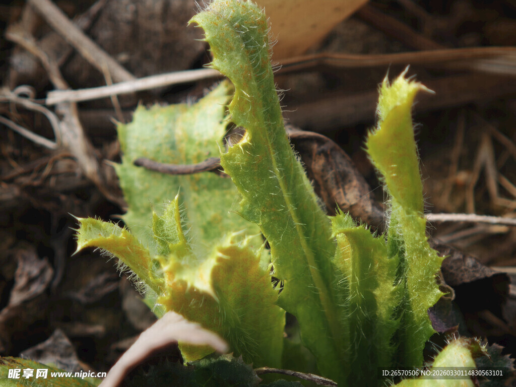 嫩绿带刺植物破土而出