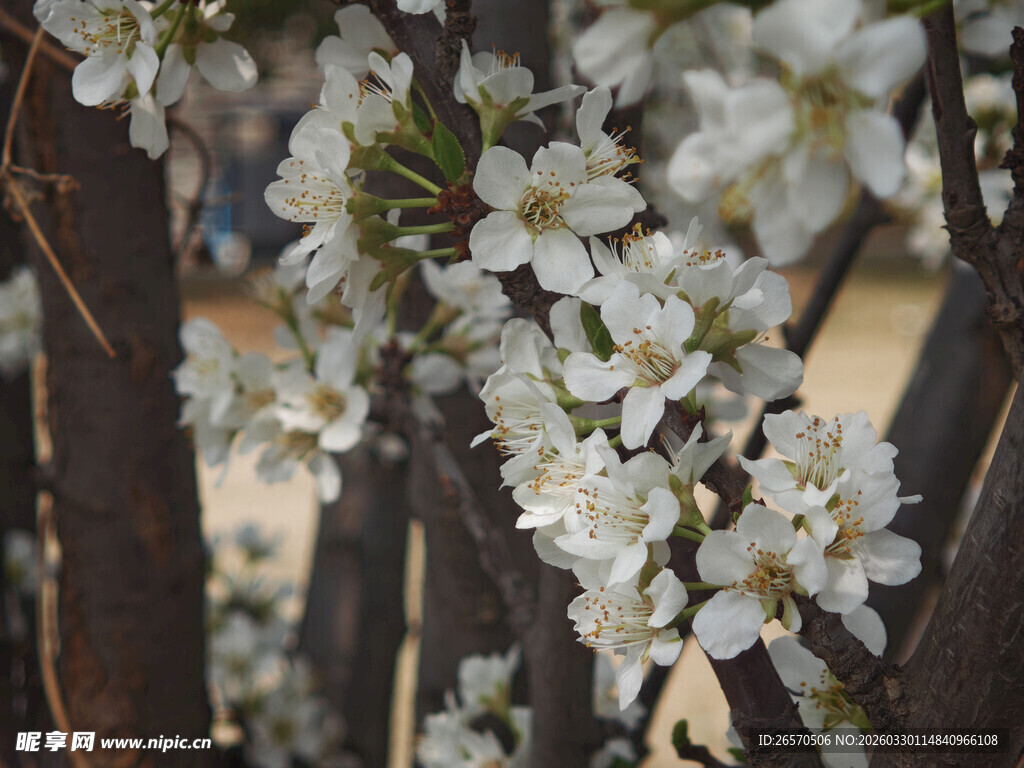 洁白绽放的美丽花枝