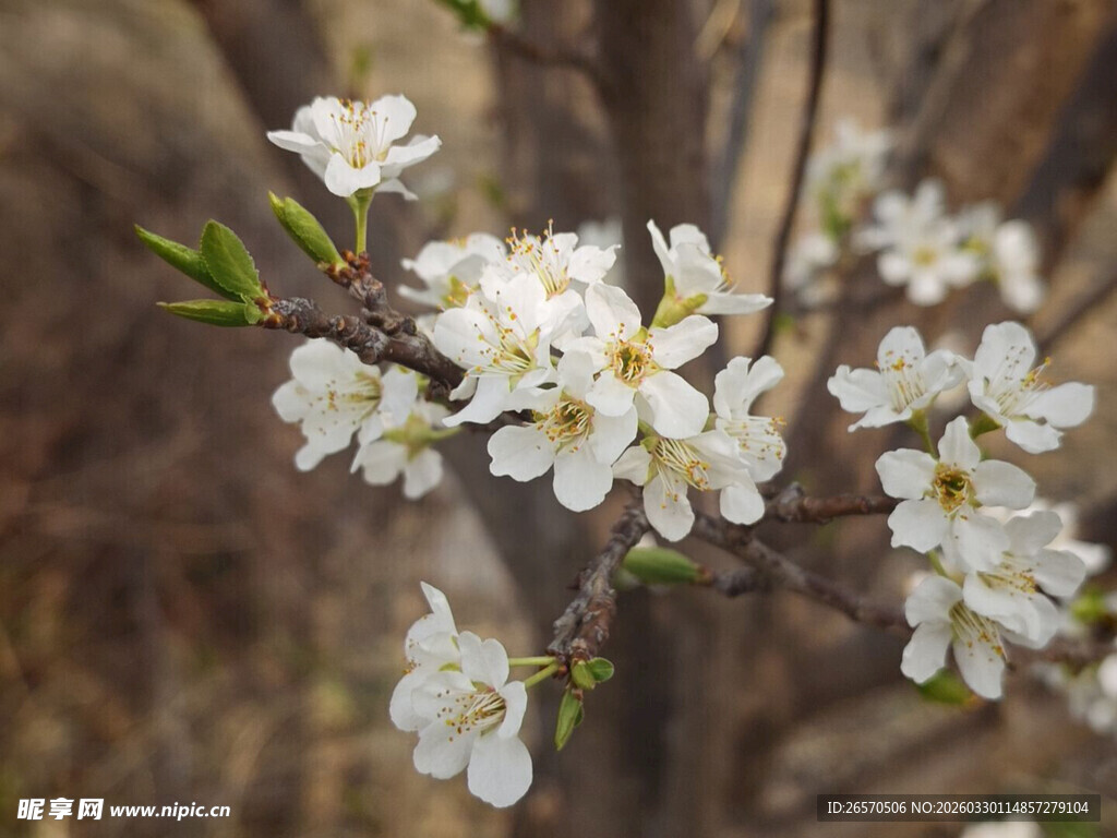 枝头绽放的白色花朵