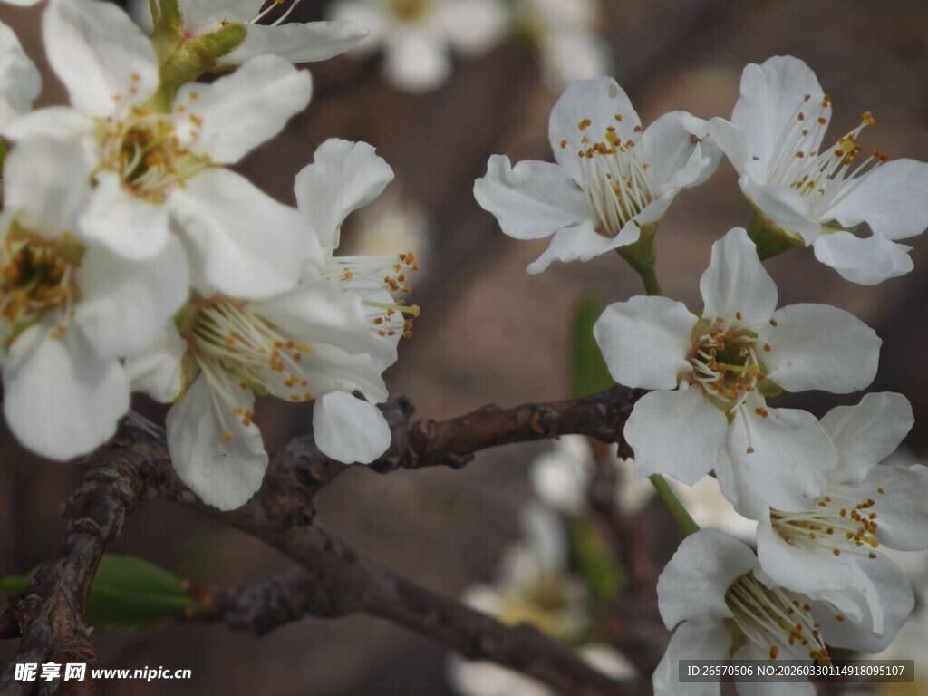 枝头绽放的洁白花朵