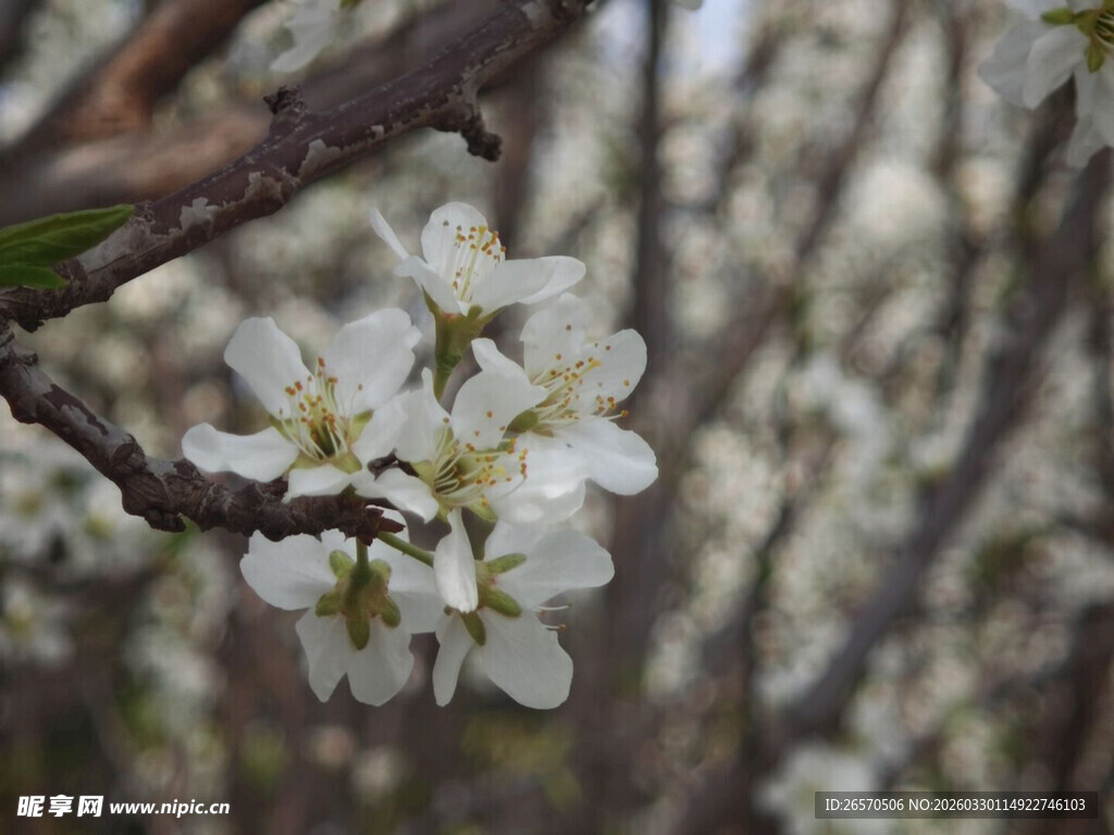 枝头绽放的洁白花朵