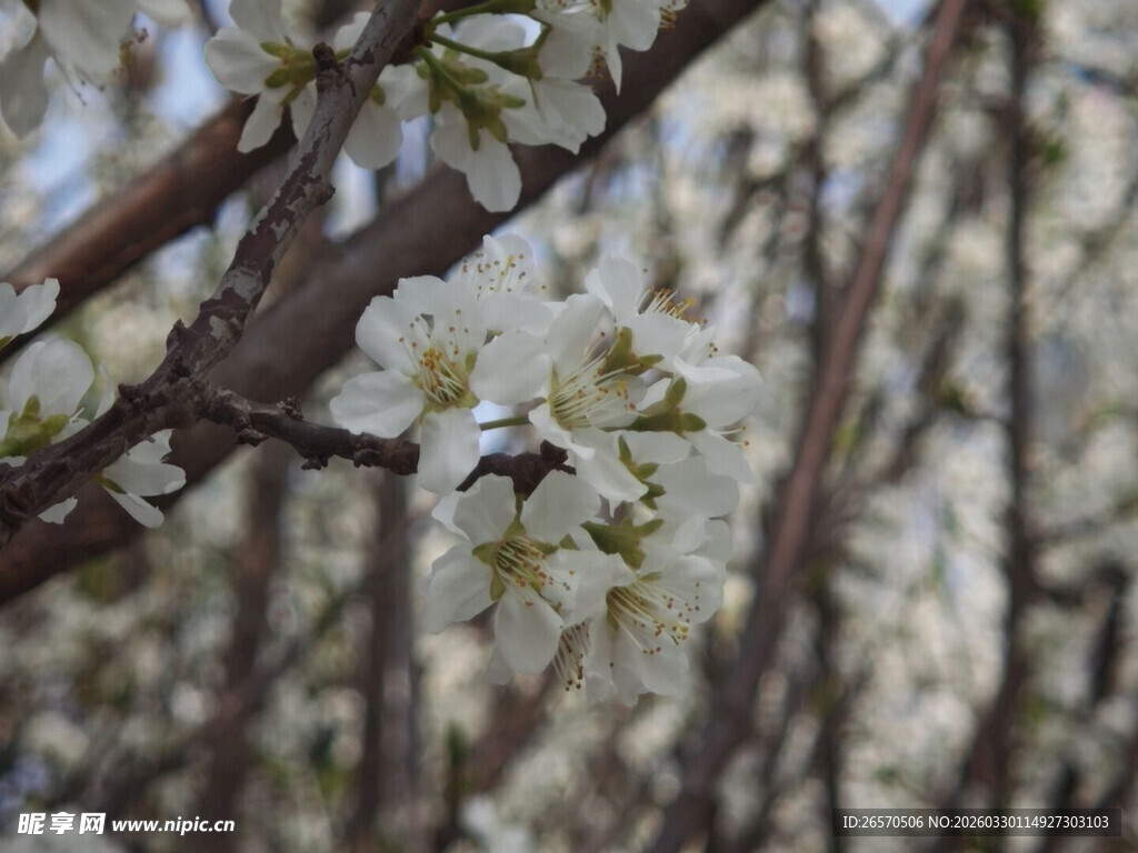 枝头绽放的洁白花朵