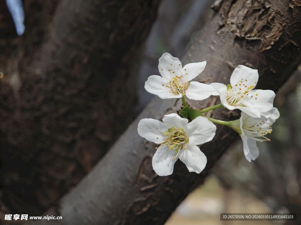 枝头绽放的洁白小花