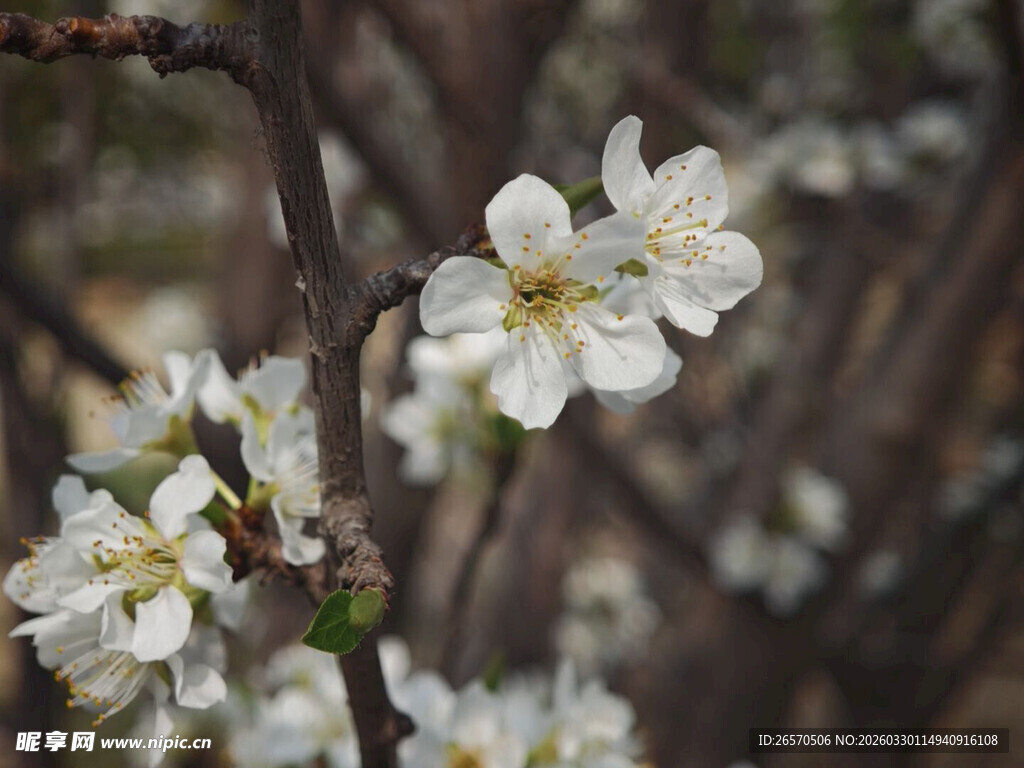 枝头绽放的洁白小花