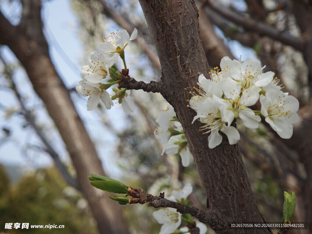 枝头绽放的洁白花朵