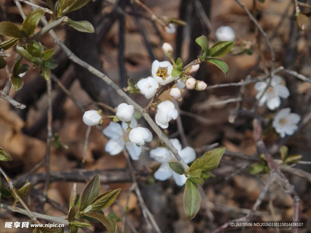 枝头绽放的白色小花